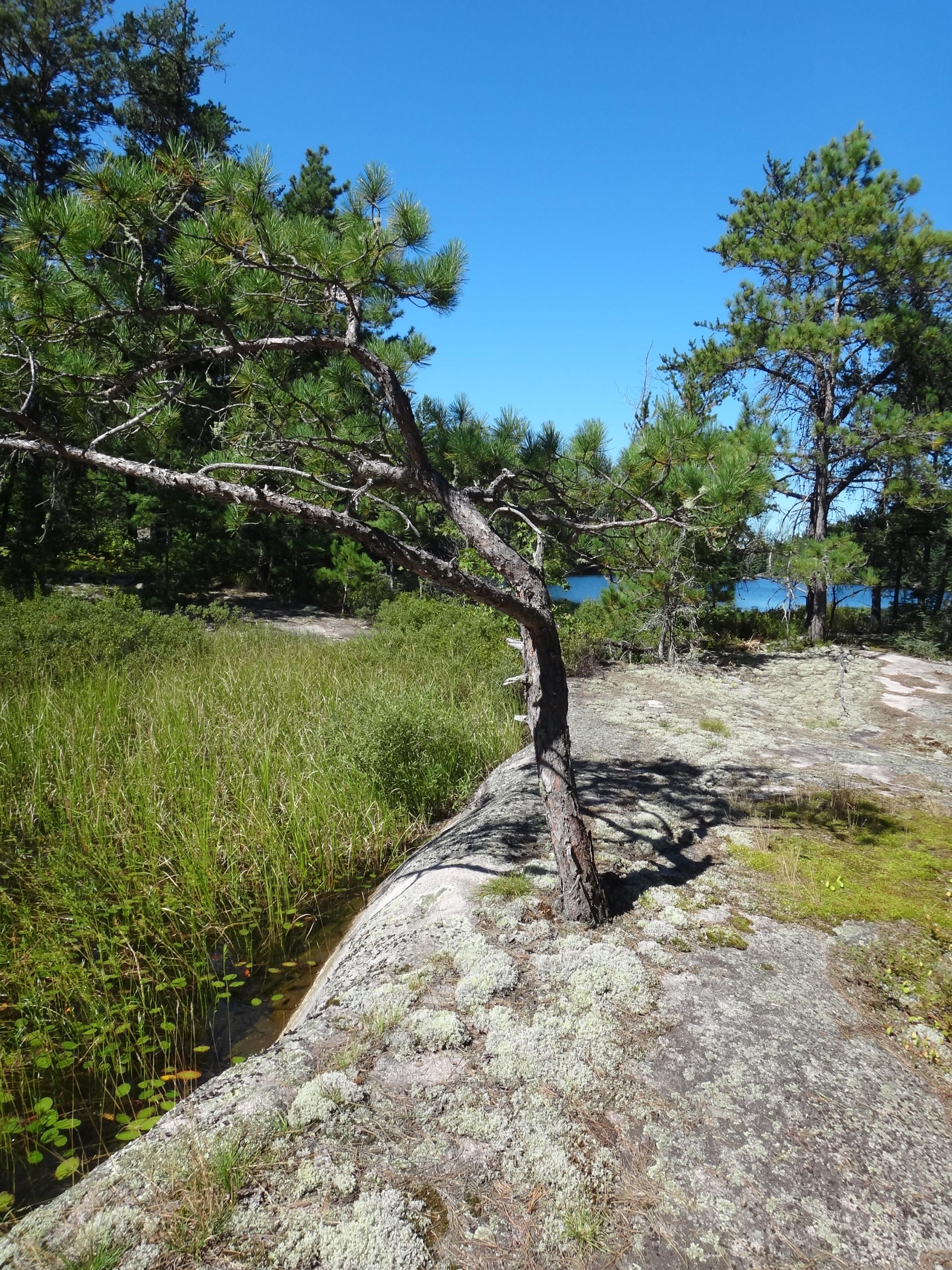 white pine on crack